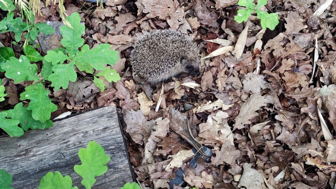 Photo of Others in Vulaines-sur-Seine