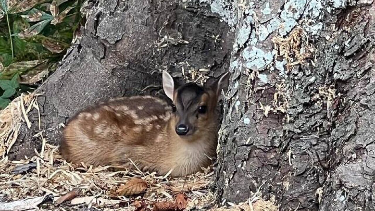 Photo of Others in Thurlby