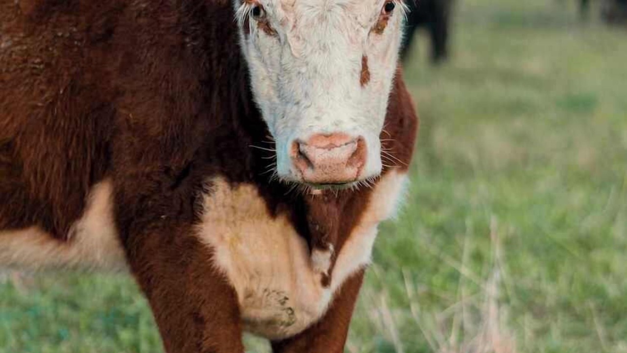Photo of Others in Yarra Glen