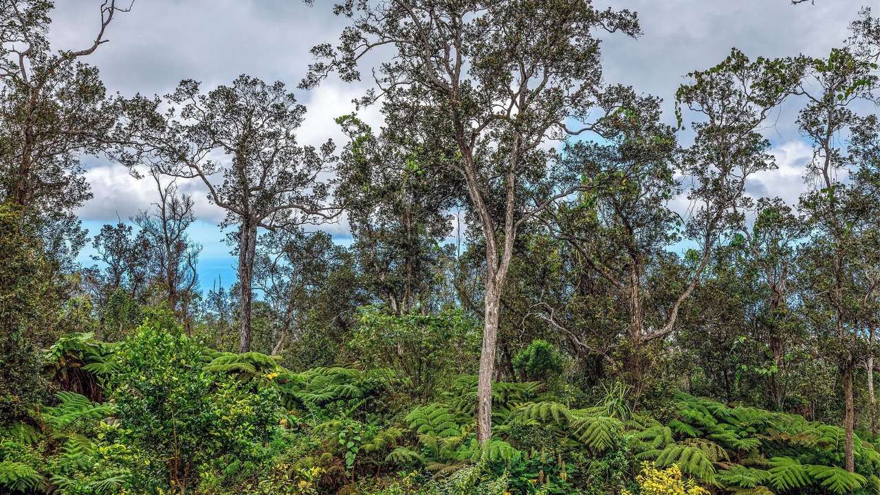 Photo of Others in Kailua-Kona