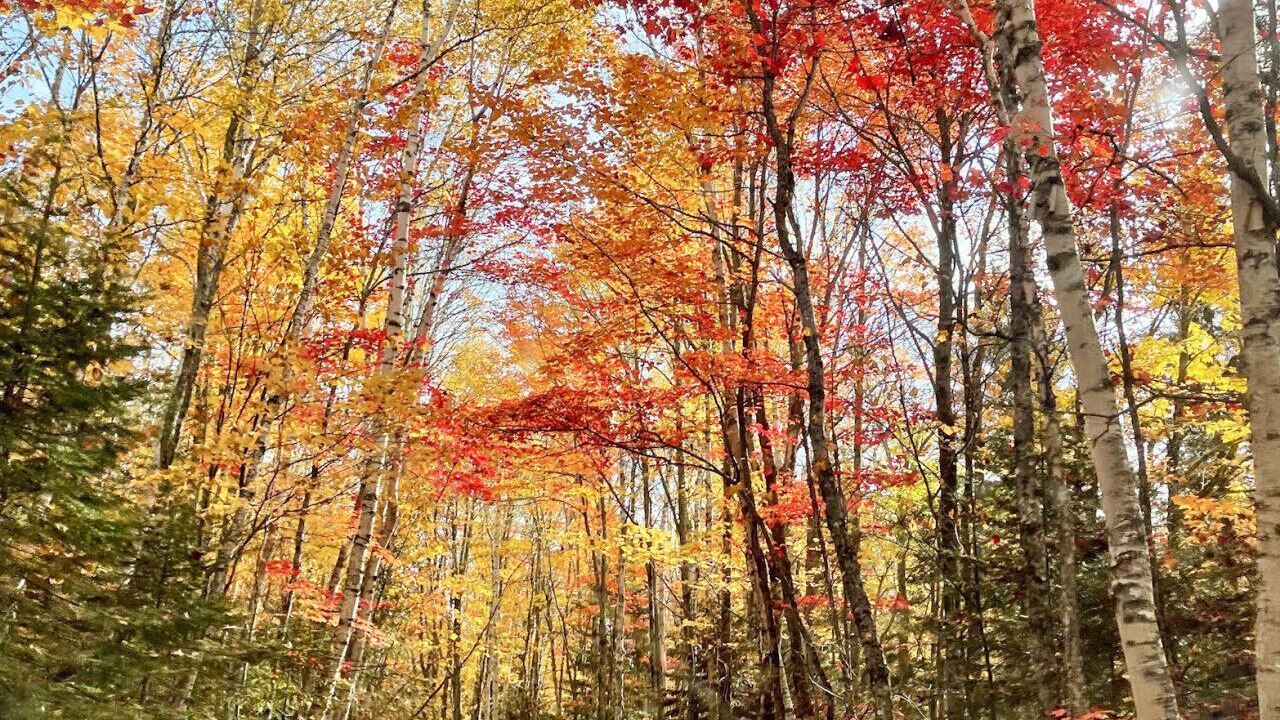 Photo of Others in Island Falls