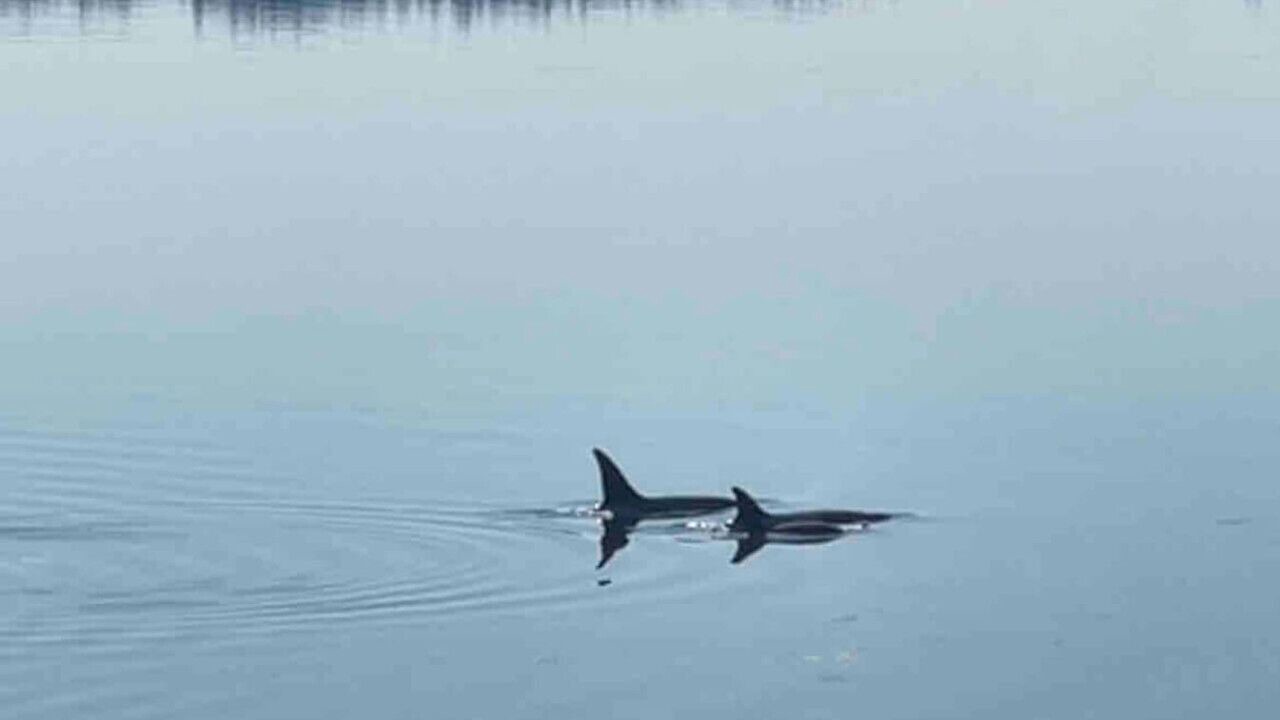 Photo of Others in West Hills