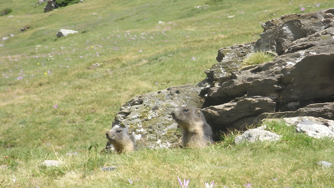 Photo of Others in Grust