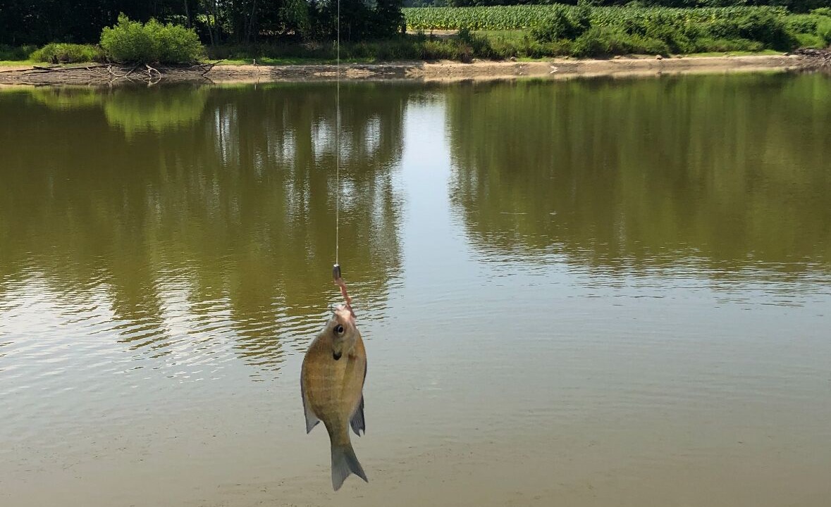 Photo of Others in Roxboro