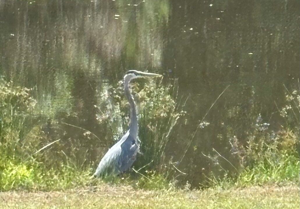 Photo of Others in Roxboro