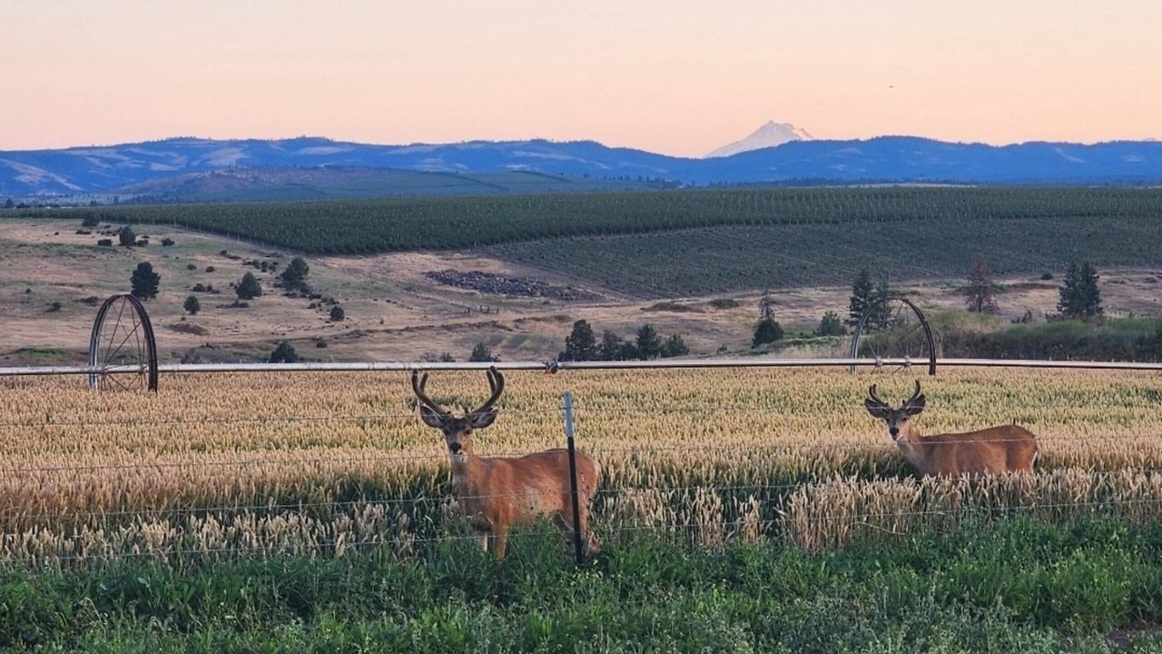 Photo of Others in Tygh Valley