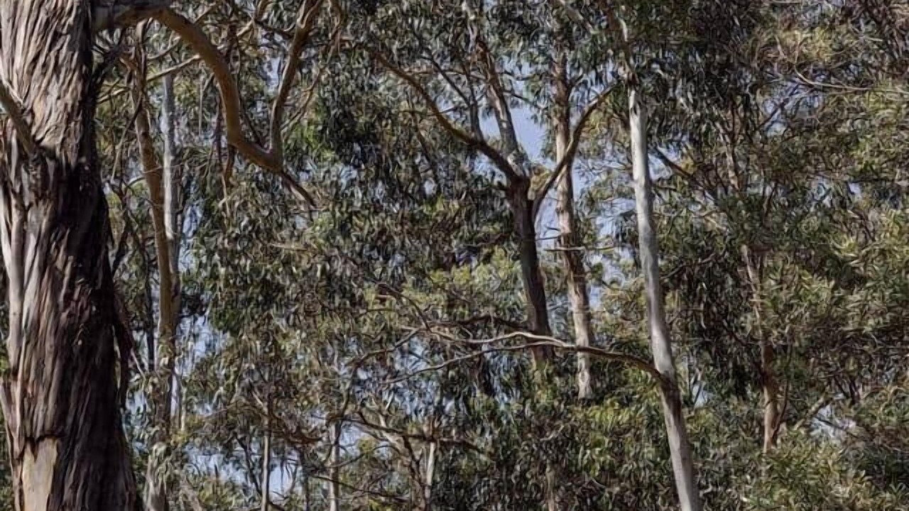 Photo of Others in Kennett River