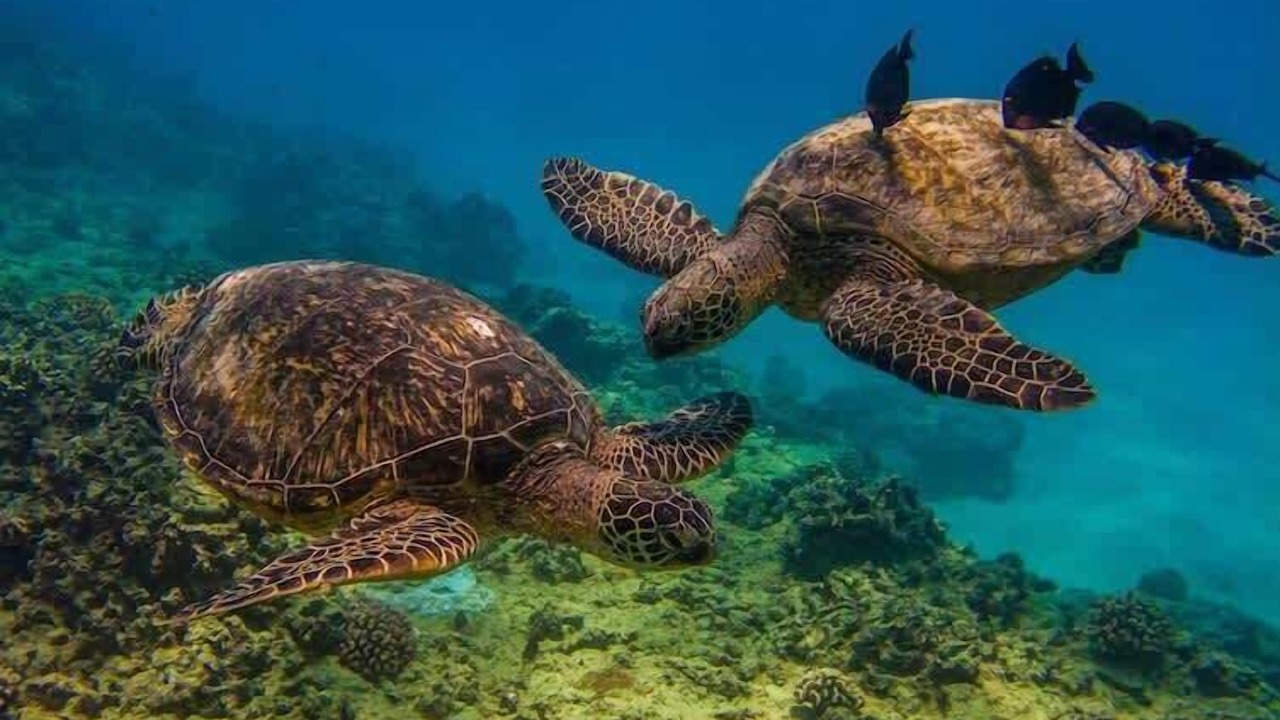 Photo of Others in Kapolei