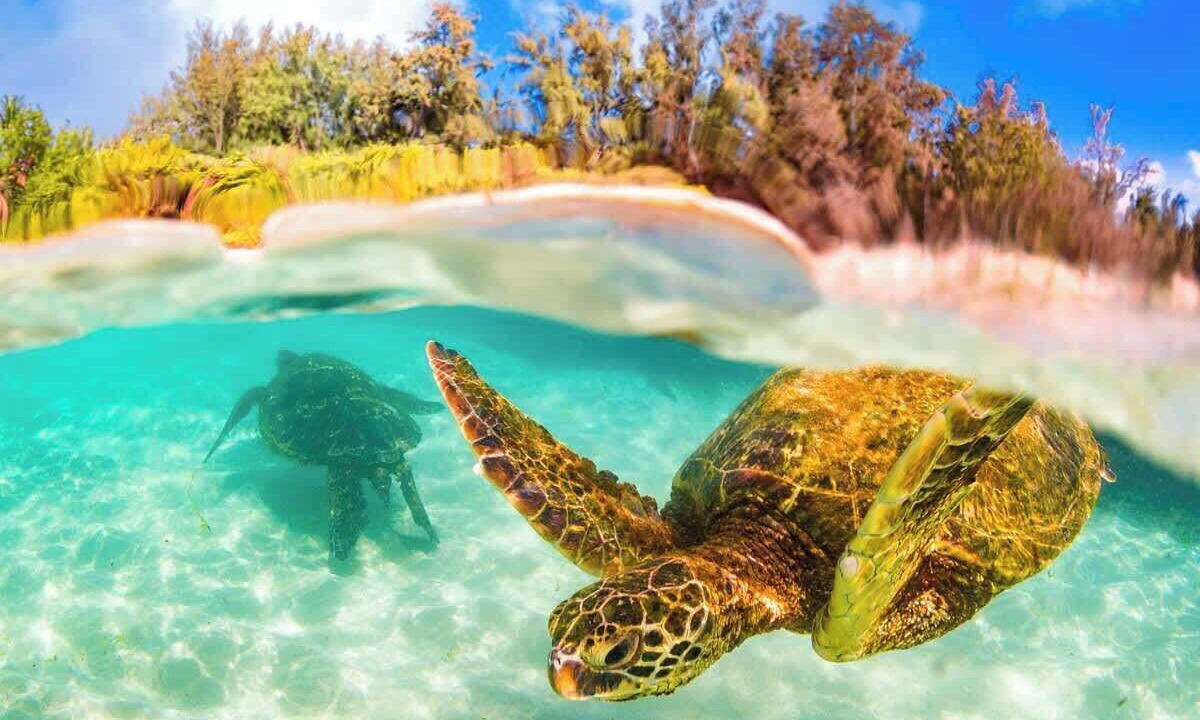 Photo of Others in Kapolei