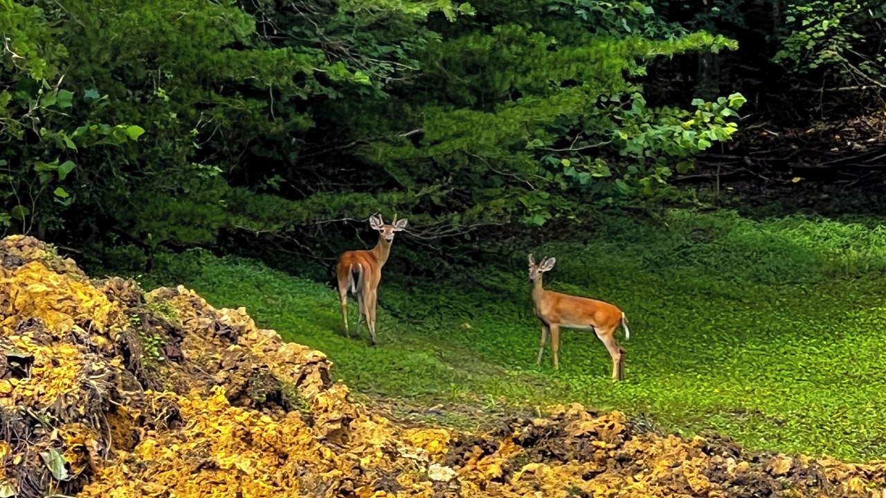 Photo of Others in Lookout Mountain