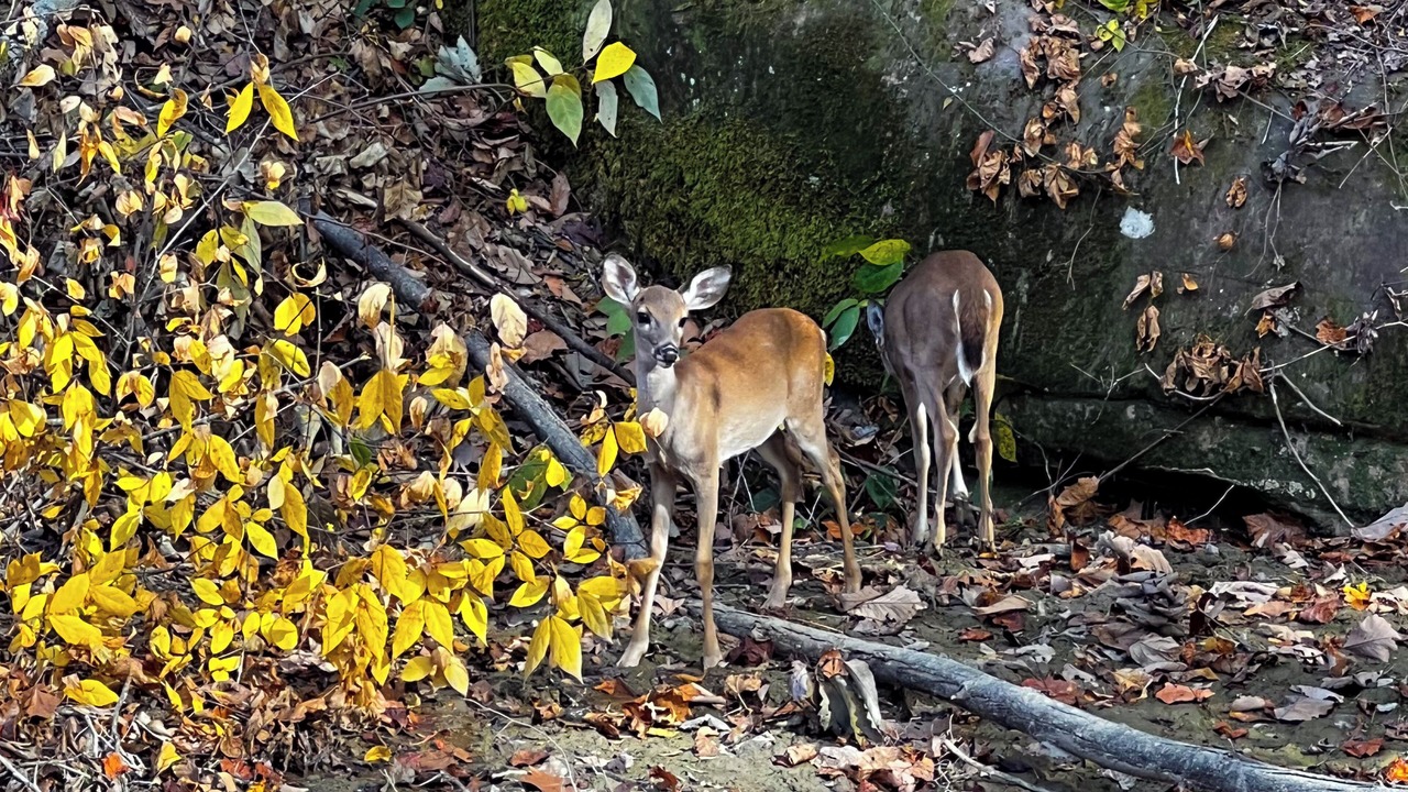 Photo of Others in Lookout Mountain