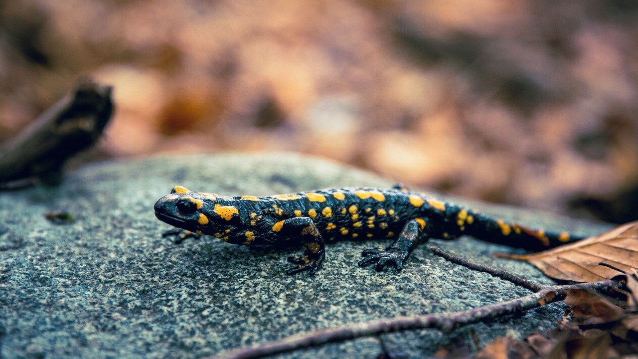 Photo of Others in Valpaja