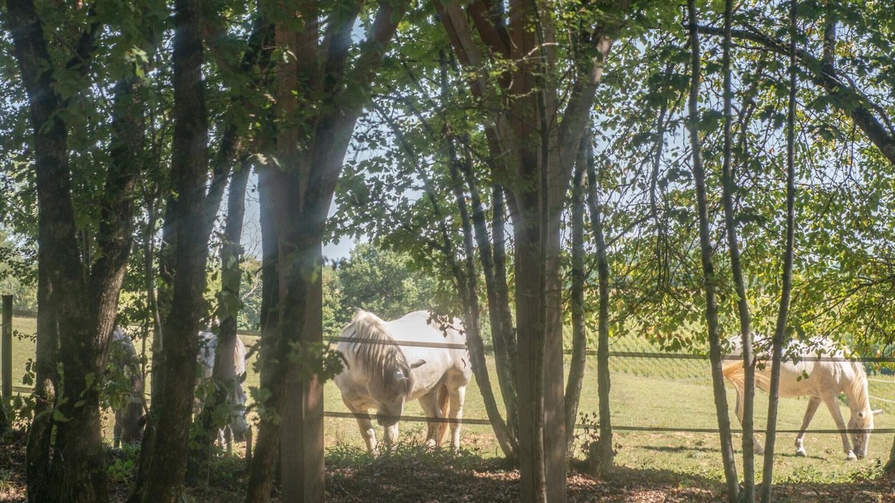 Photo of Others in Seyches