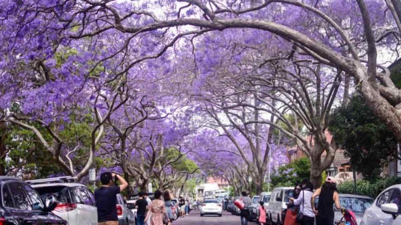 Photo of Others in Elizabeth Bay