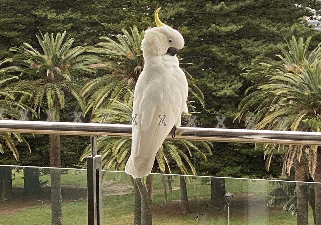 Photo of Patio Balcony in Cronulla