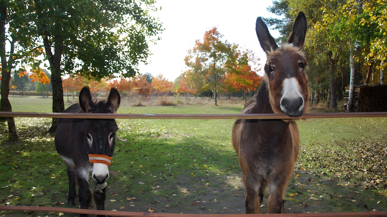 Photo of Others in Avrille-les-Ponceaux