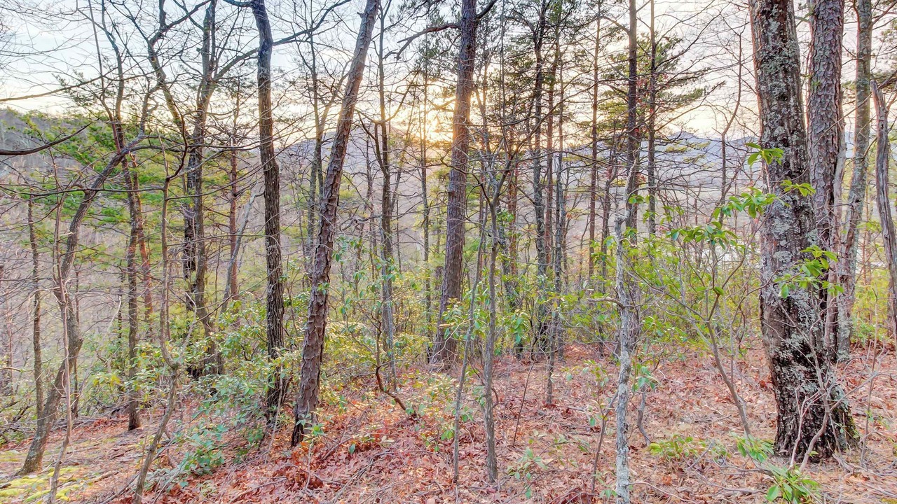 Photo of Others in Smoky Mountains