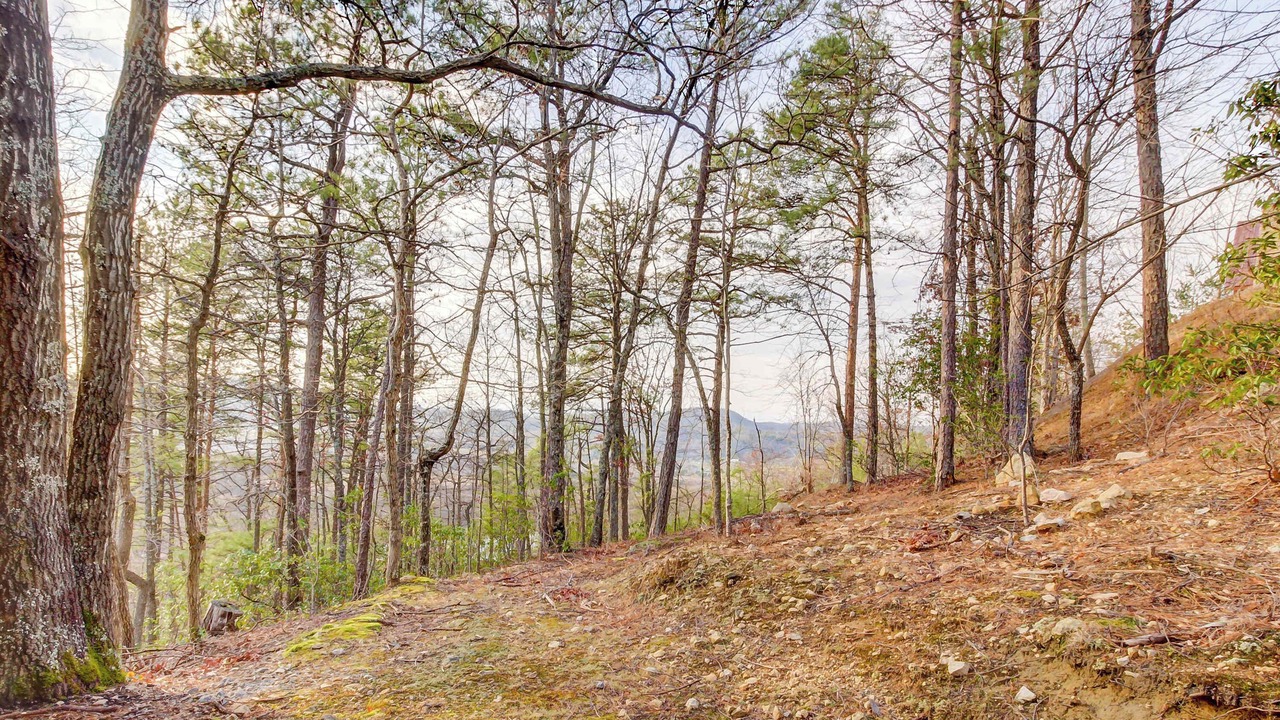 Photo of Others in Smoky Mountains