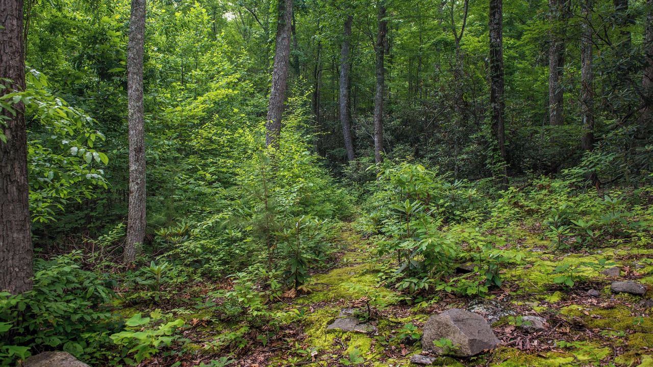 Photo of Others in Smoky Mountains