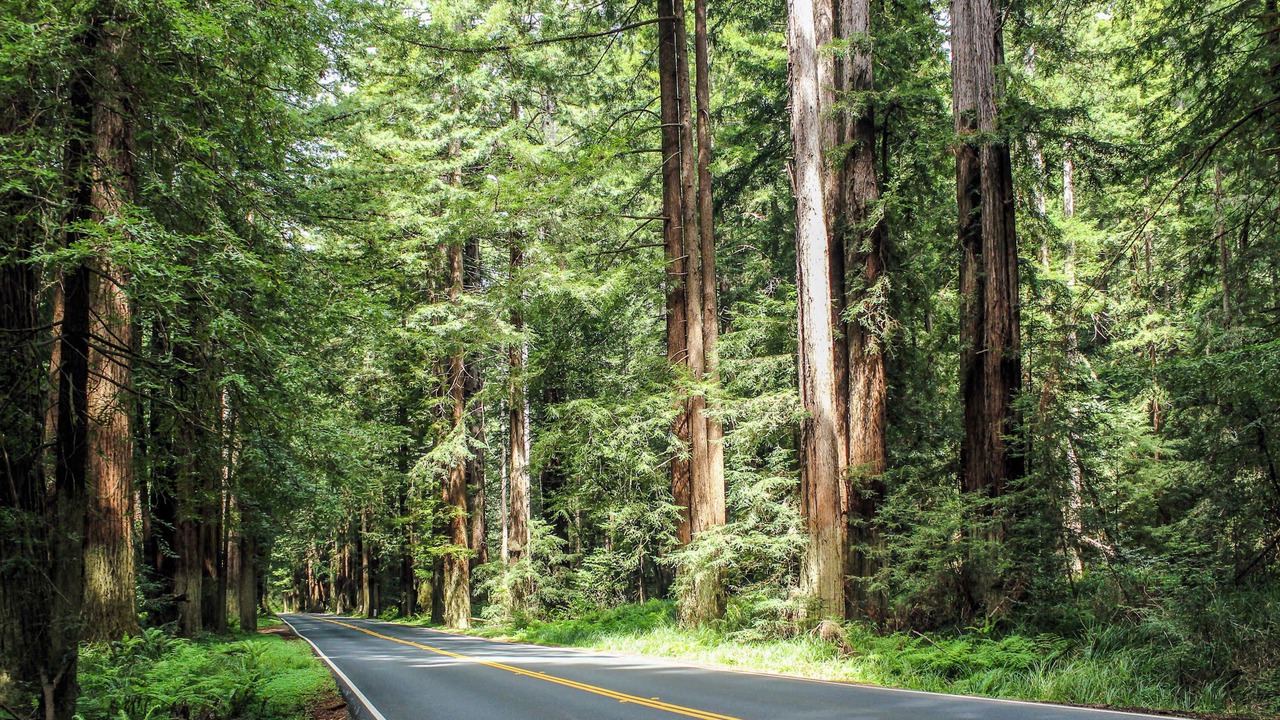 Photo of Others in Fort Bragg