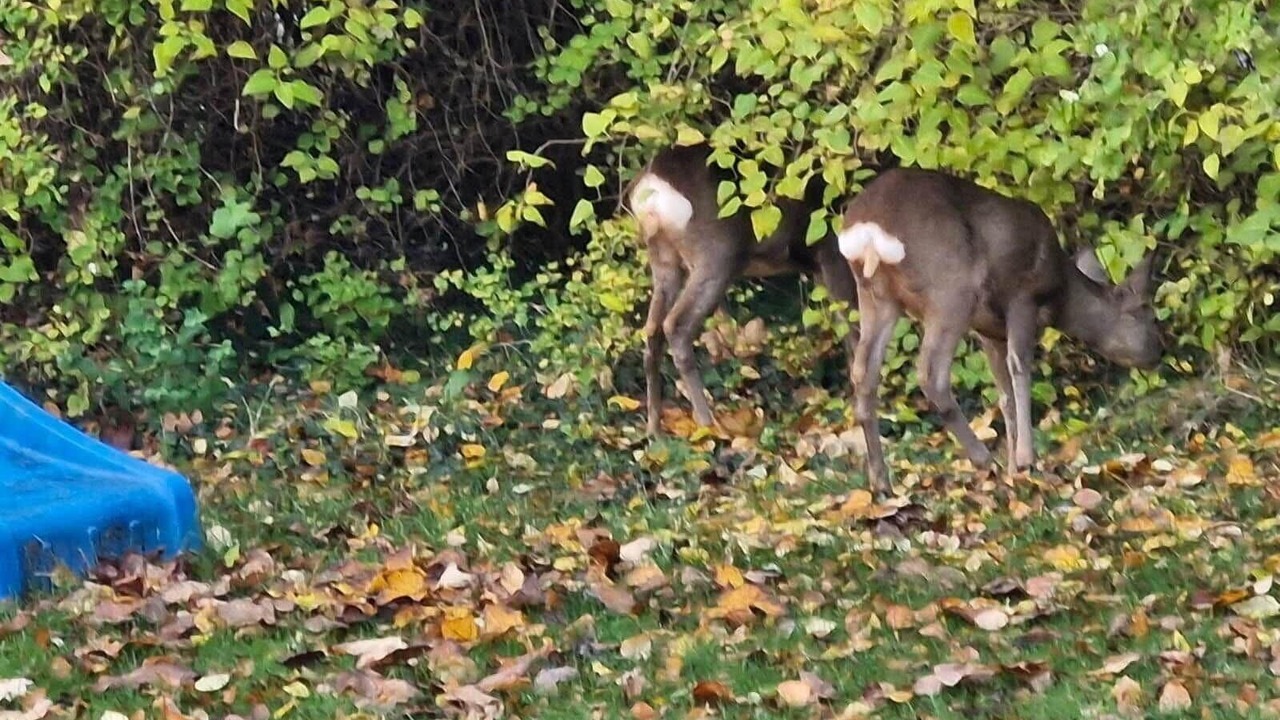 Photo of Others in Stillinge Strand