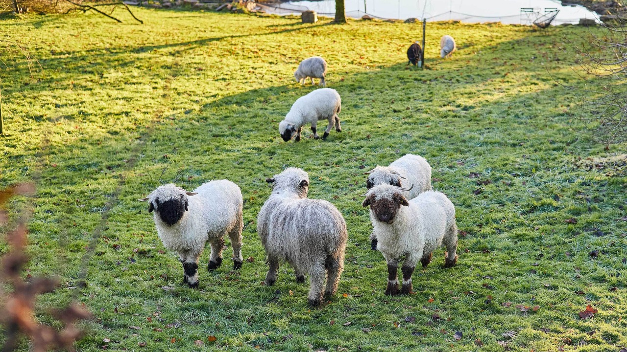 Photo of Others in Jedburgh