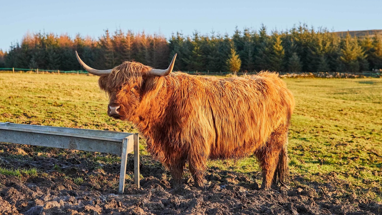Photo of Others in Jedburgh