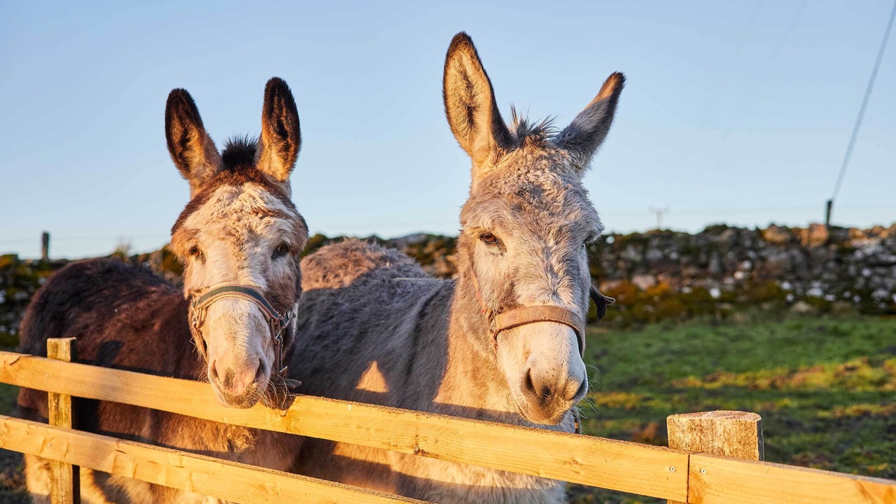 Photo of Others in Jedburgh