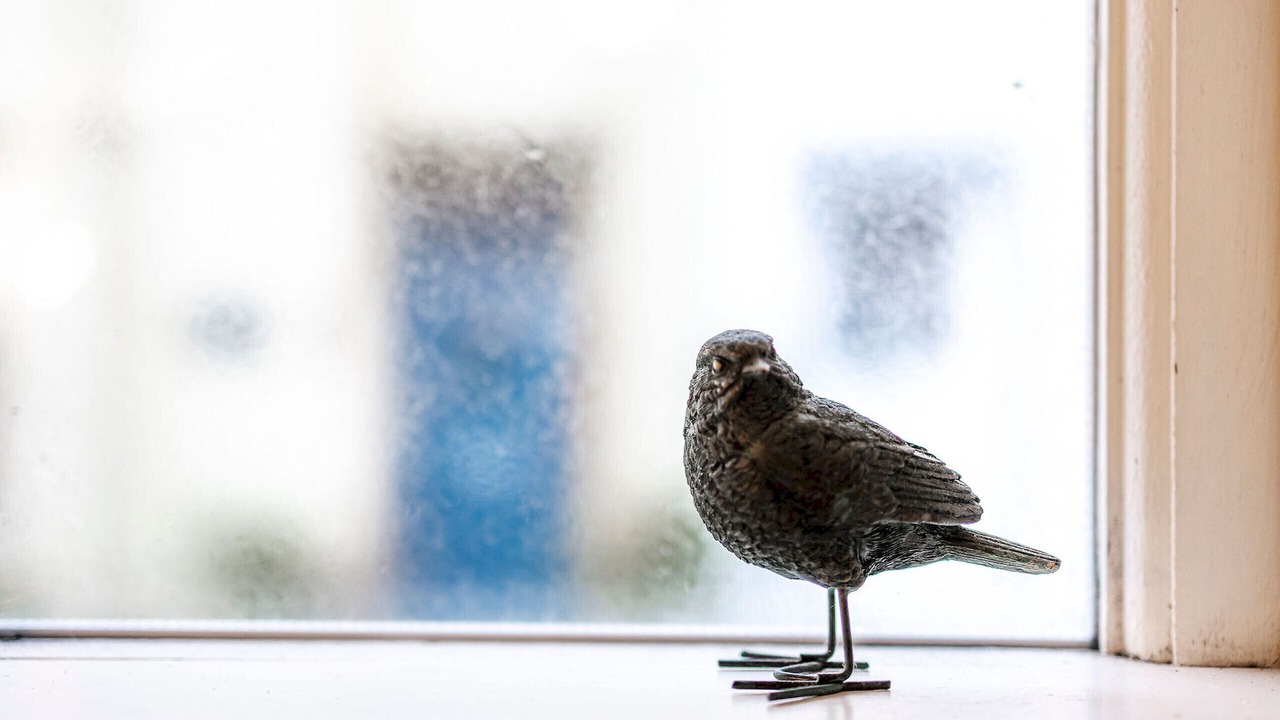 Photo of Others in St Monans