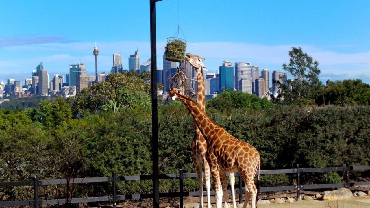 Photo of Others in Cremorne