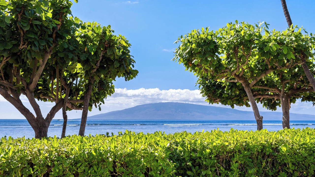 Photo of Others in Historic Lahaina Front Street