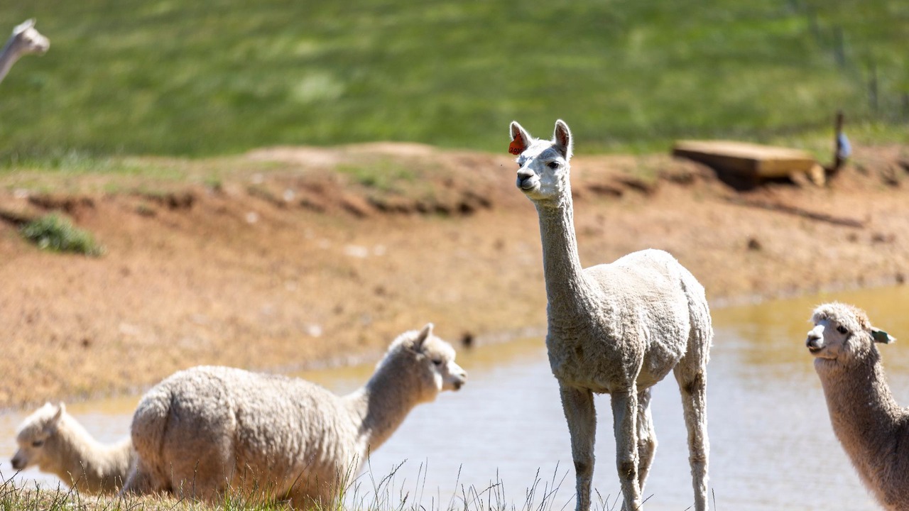 Photo of Others in Bellbrae