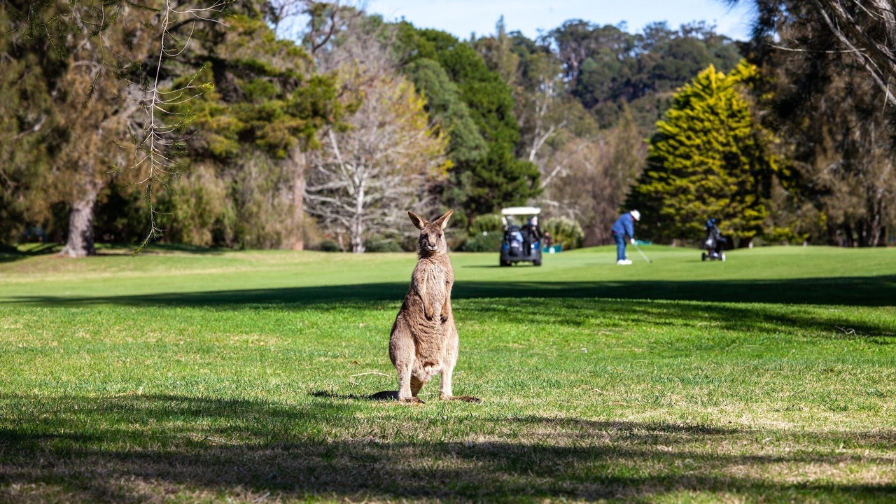 Photo of Others in Malua Bay