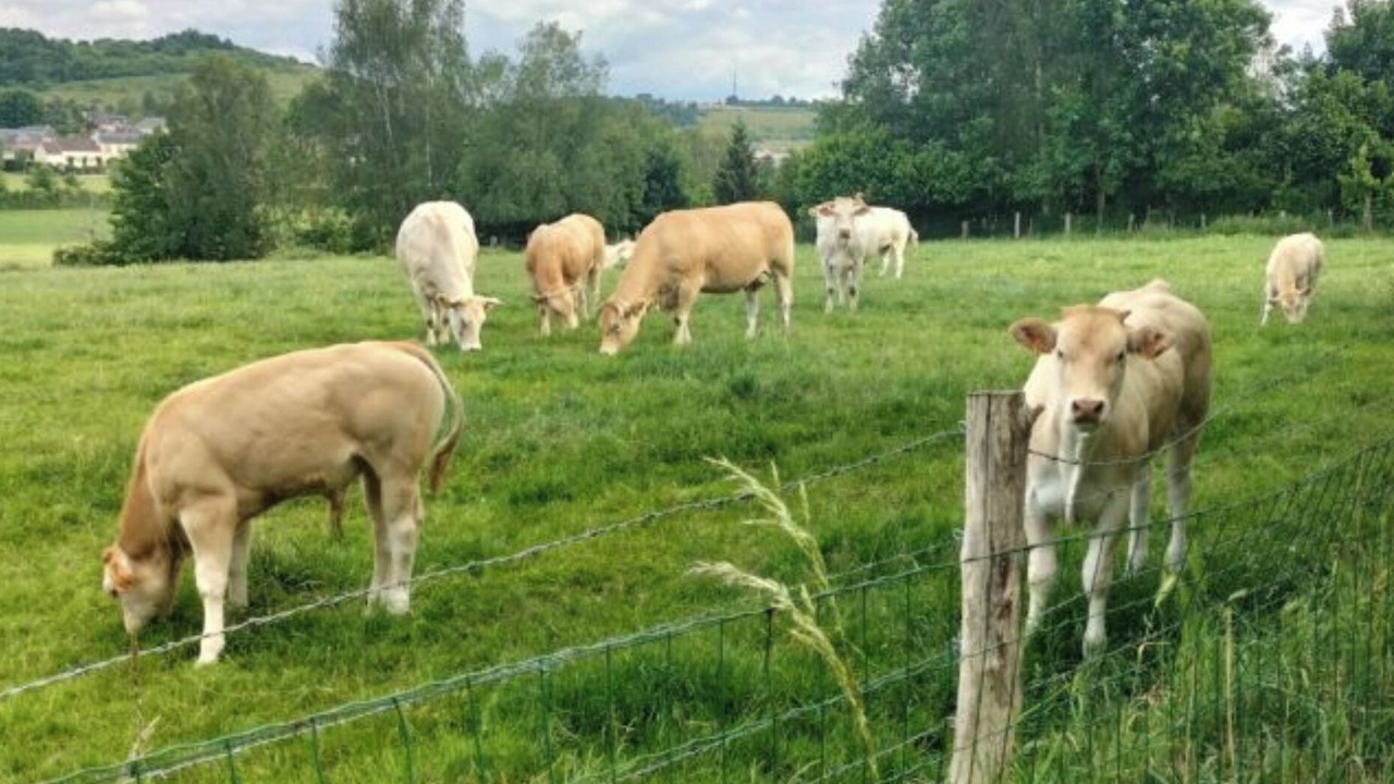 Photo of Others in Neuf-Marche