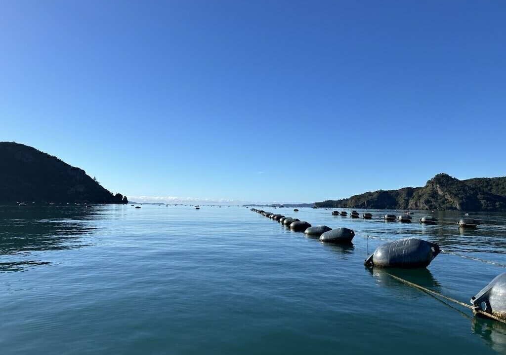 Photo of Others in Kennedy Bay