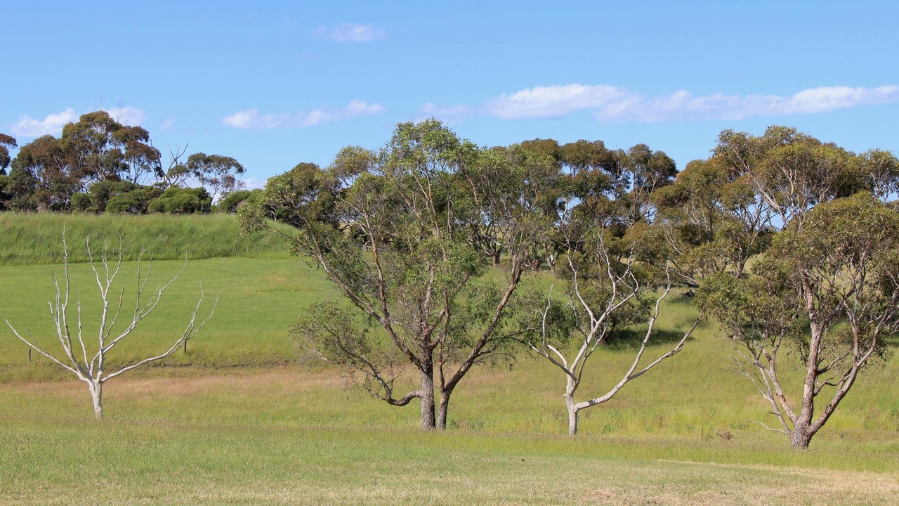 Photo of Others in Drysdale