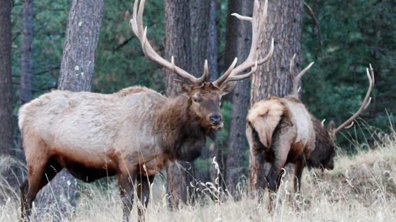 Photo of Others in Cloudcroft