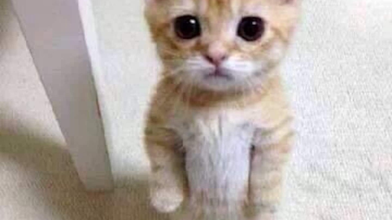 Photo of Others in Glarus Sued