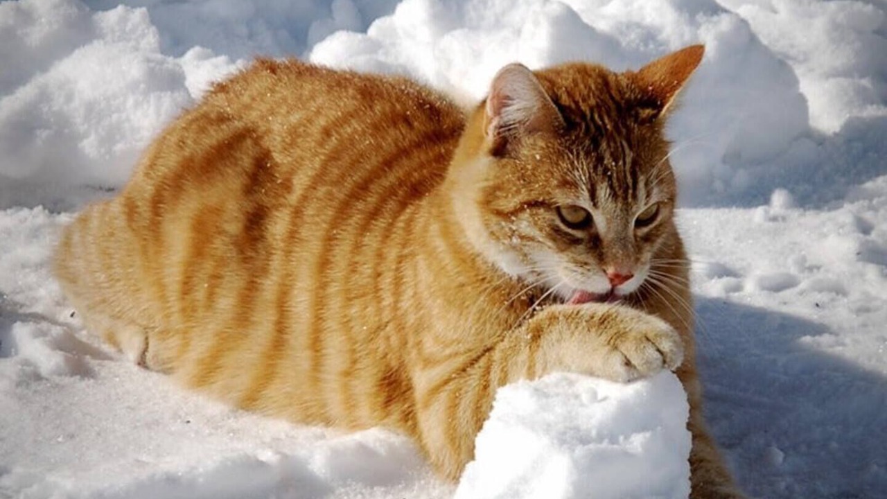 Photo of Others in Glarus Sued