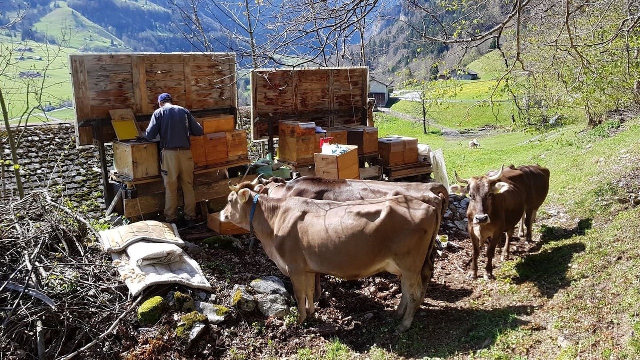 Photo of Others in Glarus Sued