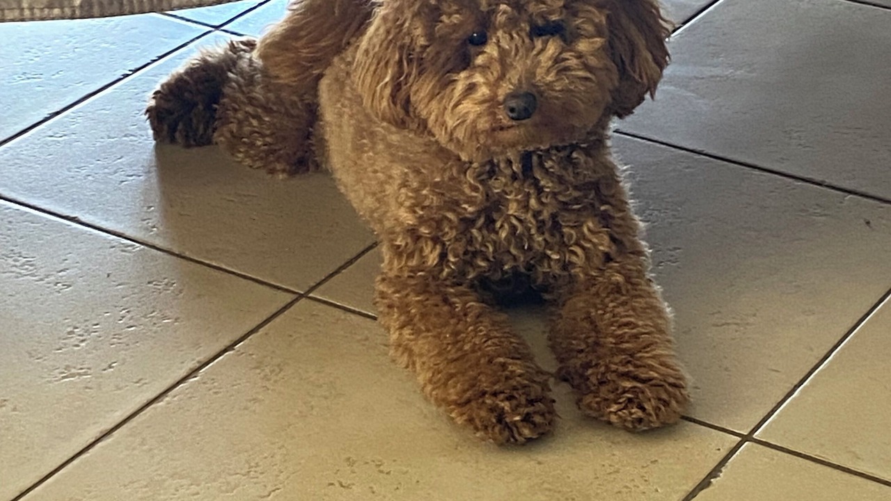 Photo of Others in Lapalud