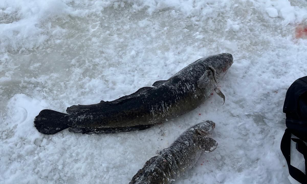 Photo of Others in Madawaska Valley