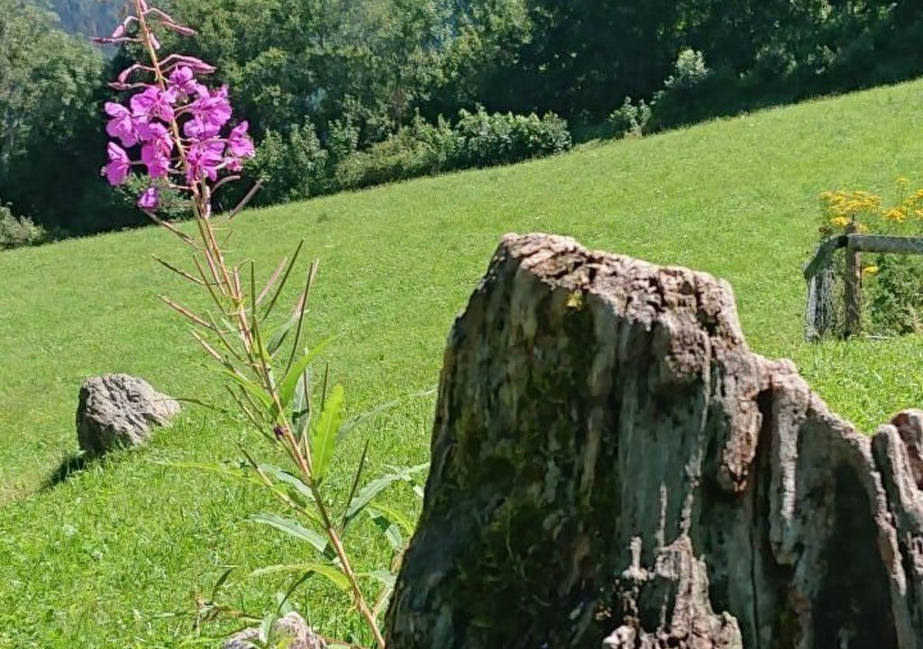 Photo of Others in Burglauenen