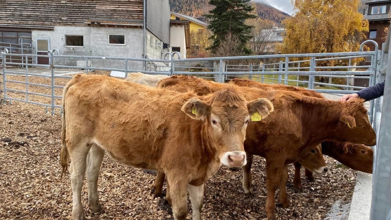 Photo of Others in La Punt-Chamues-ch