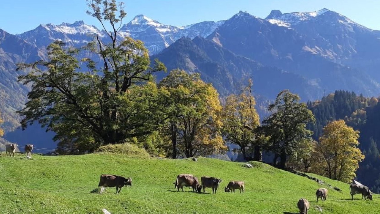 Photo of Others in Braunwald