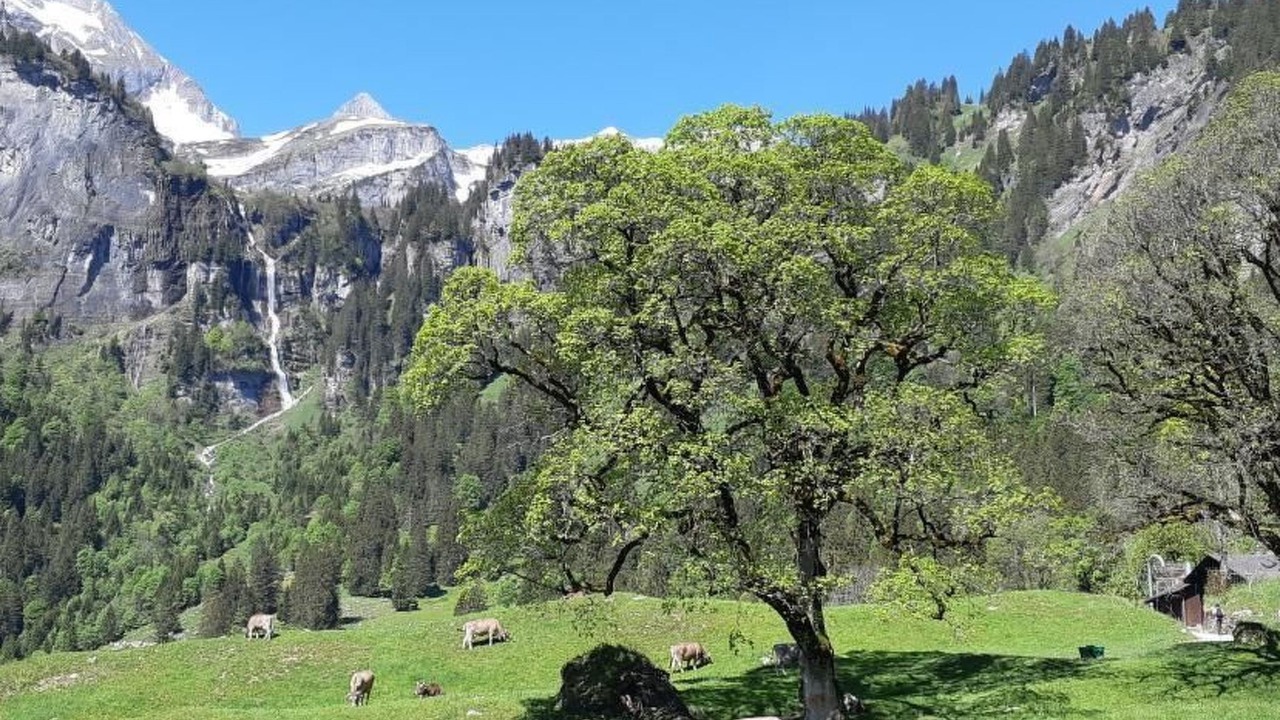 Photo of Others in Braunwald