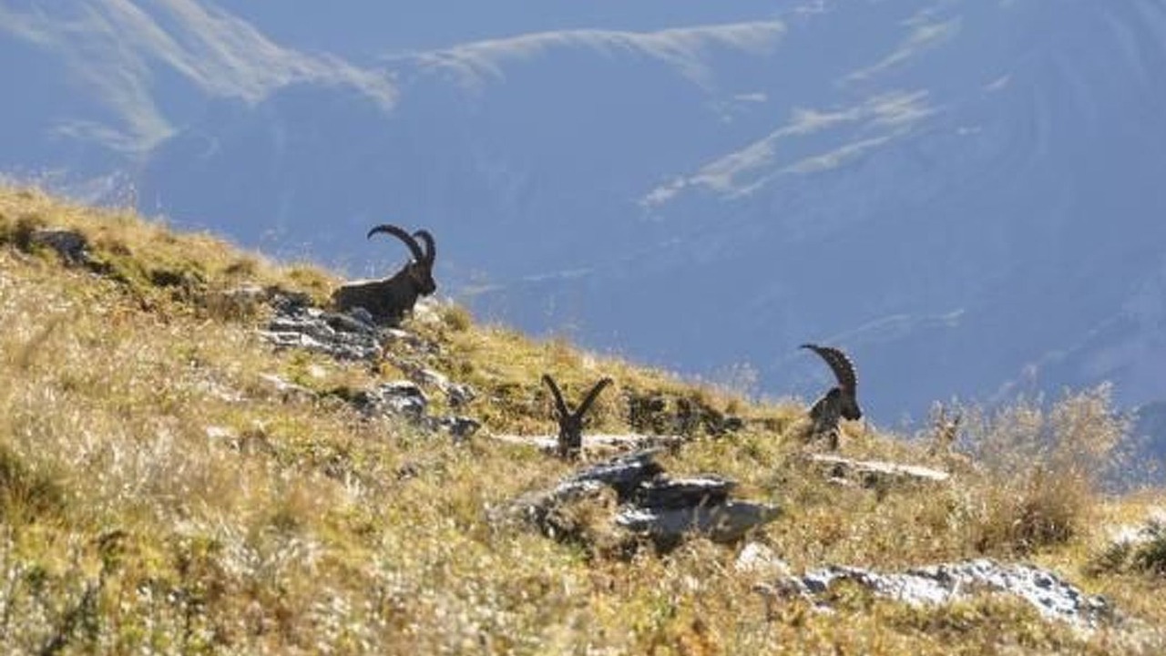 Photo of Others in Wildhaus-Alt St. Johann
