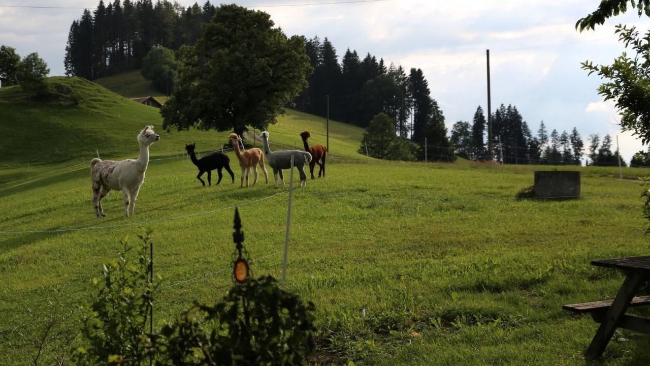 Photo of Others in Walde