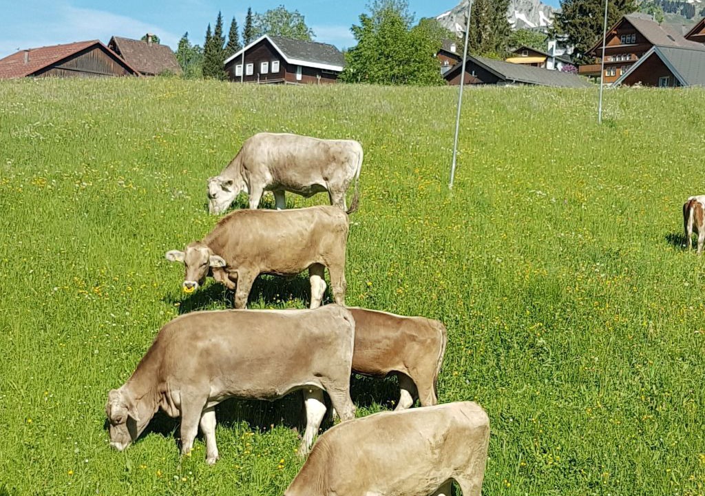 Photo of Others in Wildhaus