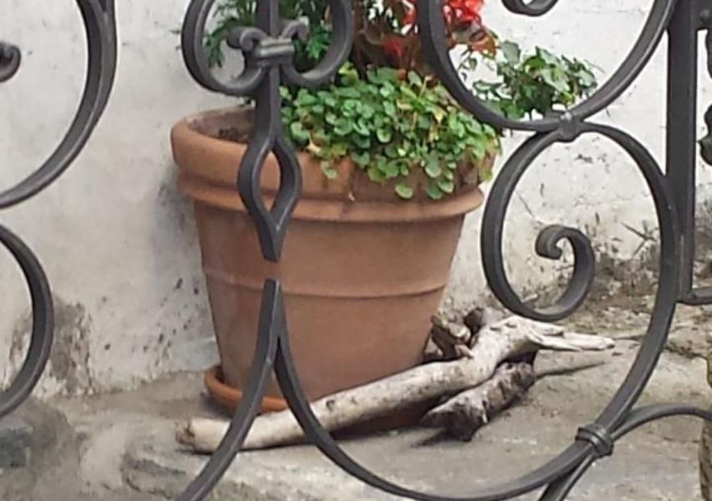 Photo of Others in Aurigeno